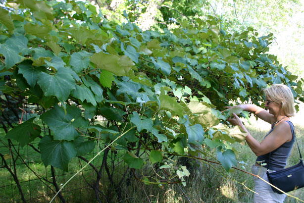 Julie and poisonous grapes