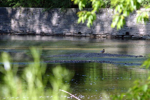 Lonely Duck