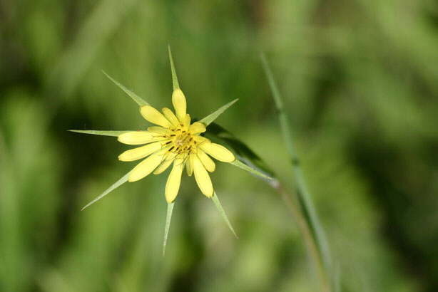 Yellow Spike